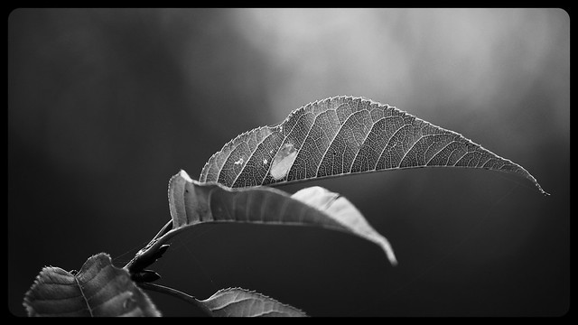 leaf // Blatt