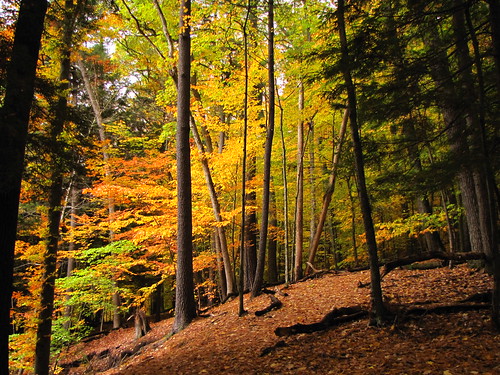 autumn trees tree fall canon geotagged michigan canonpowershotsx10is hardydamnaturetrail hardydamtrail hardydamrusticnaturetrail