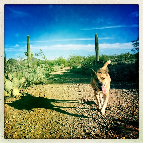arizona cactus dog desert hiking az hike perro trail xavi sonorandesert newriver blackcanyontrail johnslens hipstamatic inas1982film