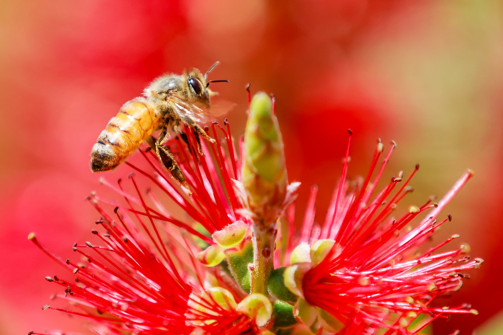 Honey bee doing his thang