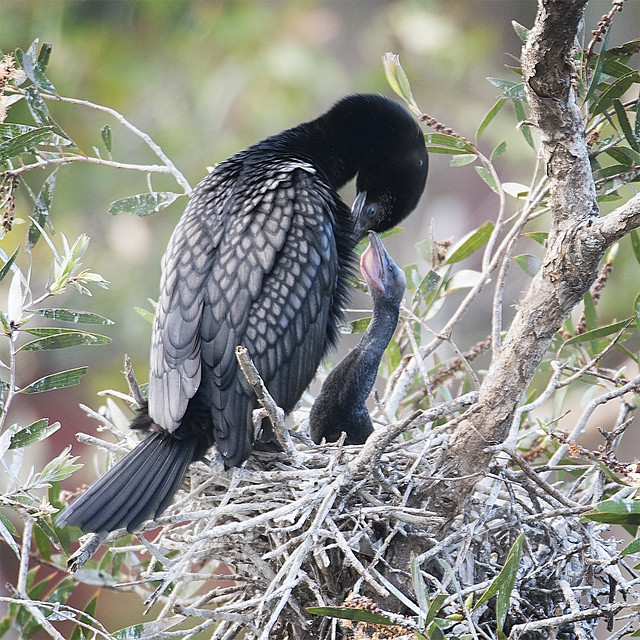 little black cormorant and offspring