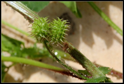 Medicago arabica - luzerne d'Arabie, luzerne tachée 33998376012_2952a271bc