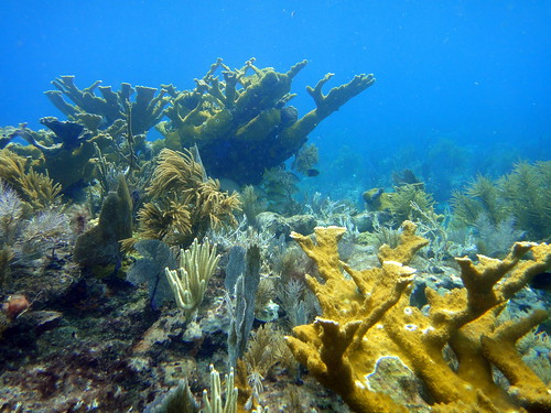 John Pennekamp Coral Reef State Park - mattk1979