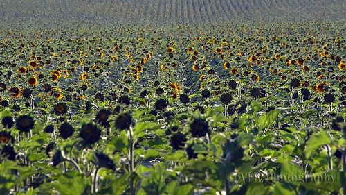 flowers plants plant flower green field yellow rural farming row rows crop sunflowers sunflower northdakota fields farms crops growing agriculture fam horticulture agricultural trenton greatplains hardscrabble williamscounty northernplains peacegardenstate