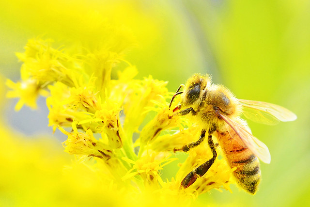 Honey Bee on Canada-Goldenrod / セイタカアワダチソウにとまるミツバチ