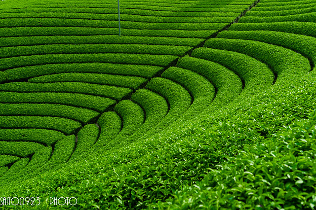 Tea plantation　茶畑