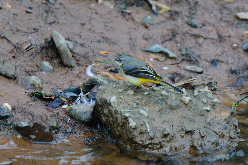 Grey wagtail pausing briefly, riverside, Bridgnorth