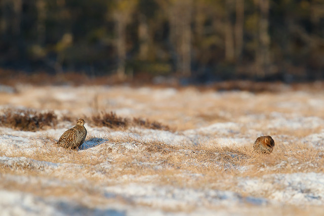 Lyrurus tetrix | Black Grouse | orre