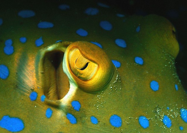 Eye of a Blue spotted Ray