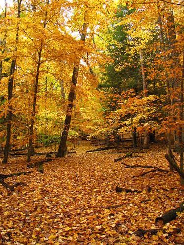 autumn trees tree fall leaves canon geotagged michigan canonpowershotsx10is hardydamnaturetrail hardydamtrail hardydamrusticnaturetrail