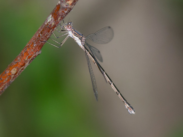 Spotted Spreadwing female