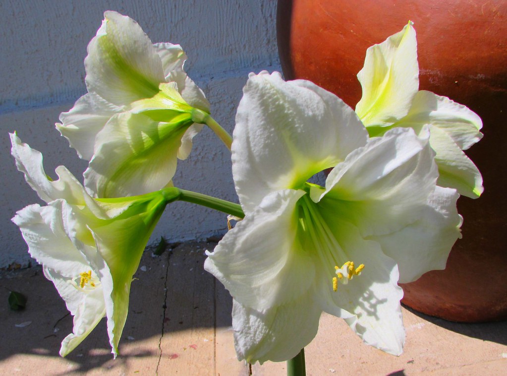Flores blancas de Amarilis | patriciamura | Flickr