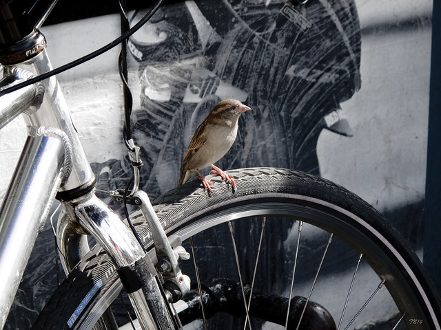 Urban Nature: Sparrow's Perch
