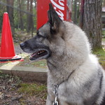 ノルウェイジアン・エルクハウンド・グレイ (Norwegian Elkhound Grey)