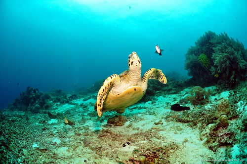 dive safari
