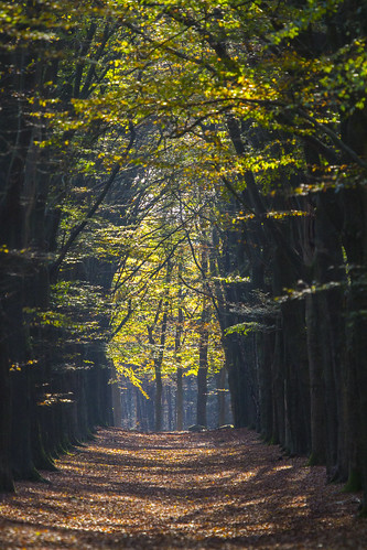 wood autumn trees fall netherlands forest bomen utrecht doorn kaapsebossen herfst nederland natuur leafs bos forests natuurmonumenten kleuren heuvelrug bossen