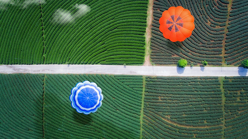 tea green balloon air hot landscape mountain view day plantation field plant organic agriculture asia countryside nature terrace background balloons fresh leaf outdoor tropical farm hill china grow over farmland cultivation sky japan gyokuro malaysia beauty india beautiful garden road beverage harvest valley highlands maehongson fong chiang rai mai thailand