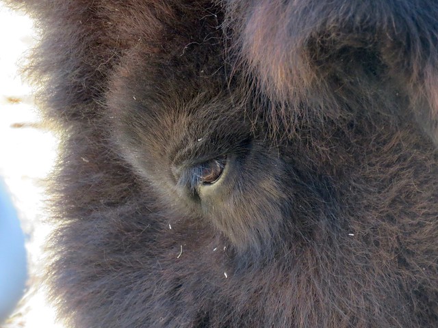 Calgary Zoo portraits - Bison eye