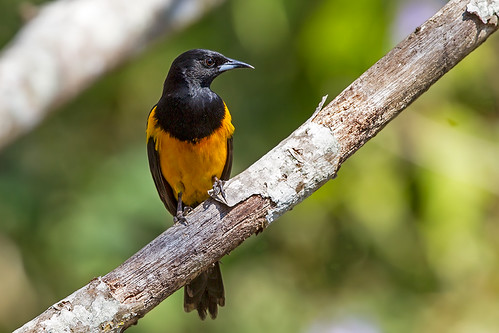 Black-vented-Oriole-1024-web | by 262BEO