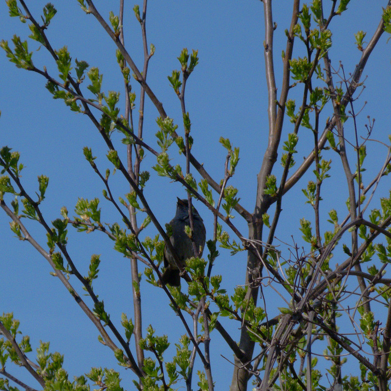 Dunnock on hawthorn twig, leaves opening