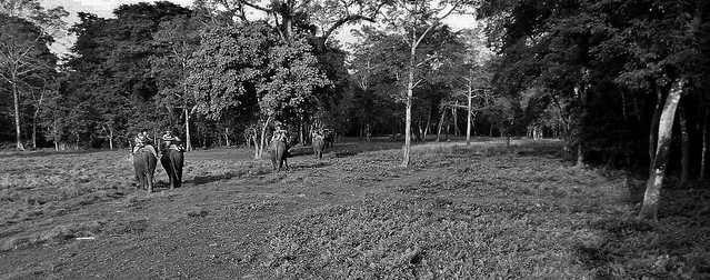 NEPAL, Royal Chitwan-Nationalpark, Elefanten-Safari, 15401/8182