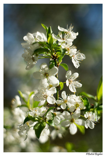 Spring | by Bogdan_b