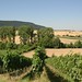 Wiesenbronn Weinanbau
