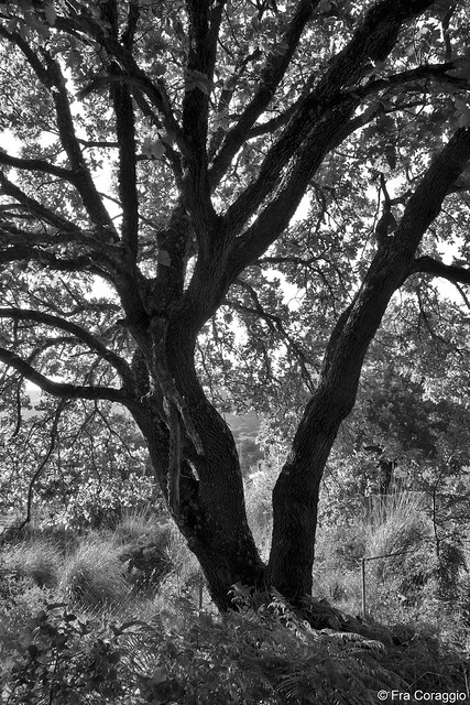 La sughera - The cork oak