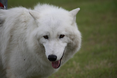Wolves | by Chris @ Didcot