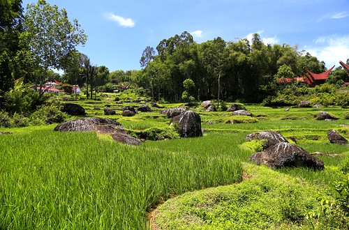 home landscape rice maison extérieur indonesie tanatoraja toraja indonésie rizière sulawesie