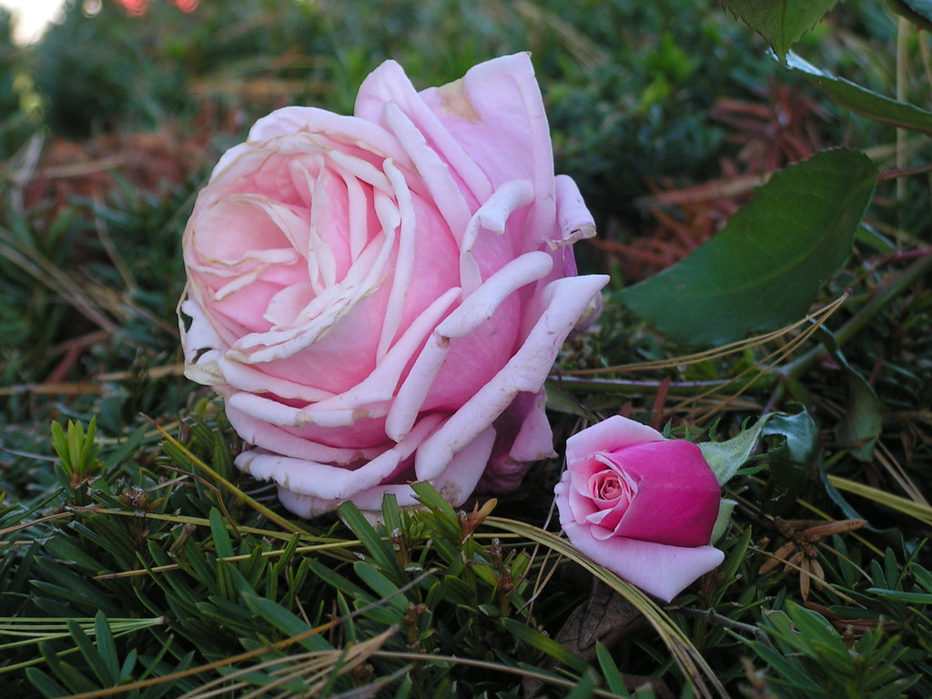 Pink Rose and Rosebud - 10182014 | JeromeG111 | Flickr