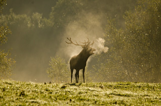 Red Deer Rut Explored Thanks! | by Philip Blair's Photos