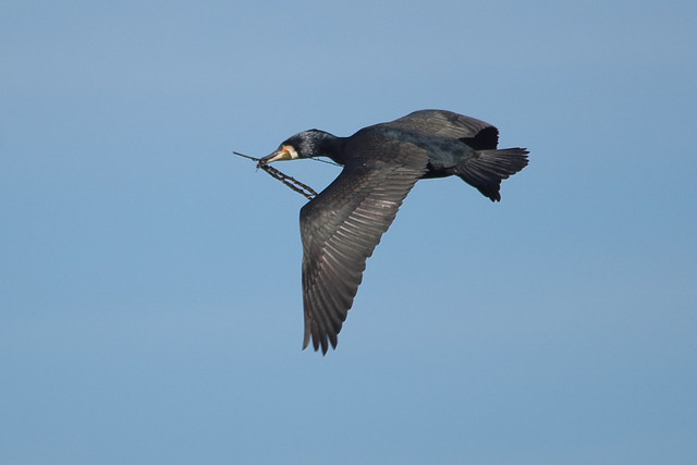 IMGP9854 Cormorant, Paxton Pits, March 2014