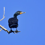 Cormorant on a branch 