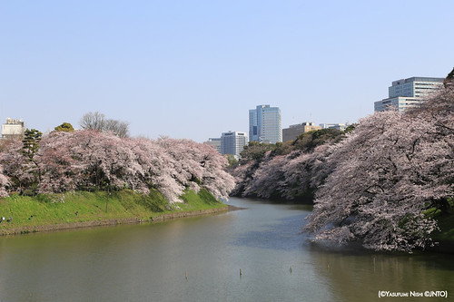Tokyo e ciliegi (©Yasufumi Nishi©JNTO)