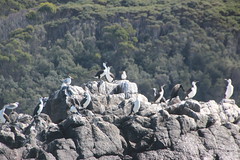 Pied cormorants - Pennicott Bruny Island cruise