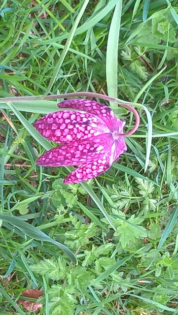 Snakehead Fritillary SWC 192 Haddenham to Aylesbury (via Waddesdon) taken by Kevin G