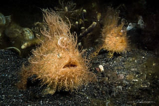 Hairy Frogfish | by Christian Gloor