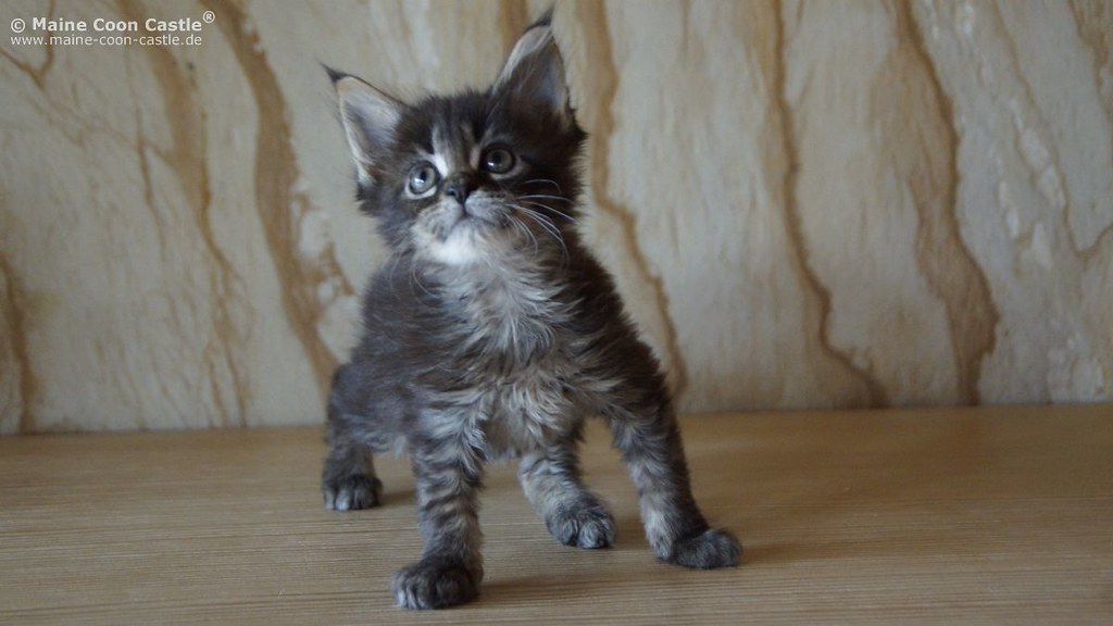maine and maine coon cat price uk silver maine coon kittens for sale