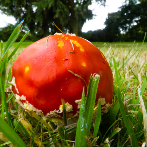 Almost too red: fly agaric, newly emerged