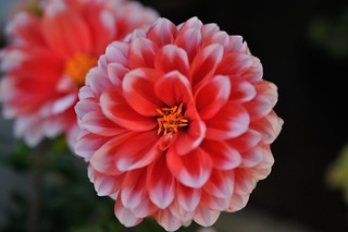 Dahlia Flower care