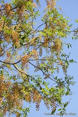 Cassia brewsteri - flowering tree