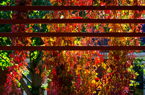 ontario canada color fall colors vines colorful colours photowalk colourful elora 2014 kelby autumncolour worldwidephotowalk kelbyone wwpw2014 eloraferguson20141011