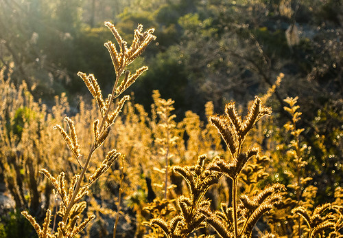 autumn color fall nature canon outdoors view hiking scenic powershot socal southerncalifornia goldenhour hps sangabrielmountains angelesnationalforest goldenlight s100 losangelescounty angelescresthighway hundredpeakssection mounthillayer poodledogbrush