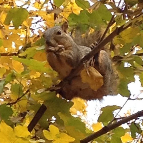Found this #squirrel outside Cleveland Hall. Any name suggestions? #squirrelsofwsu #gocougs