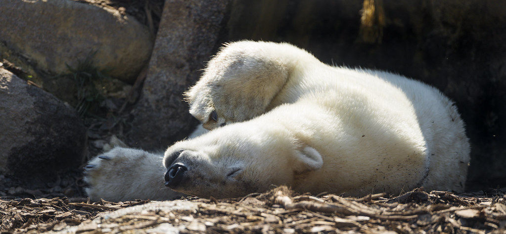 Polar bear really relaxed!