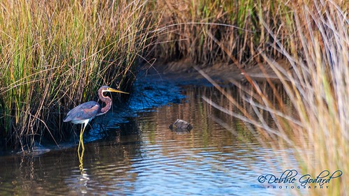 heron water birds landscape alabama dauphinisland escc nikond700 camerasouth debbiegodard