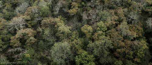 trees green wales woodland unitedkingdom branches sony textures gorge cardigan a77 cilgerran cilgerrancastle sonyalpha andyhough teifigorge slta77 sonyzeissdt1680 andyhoughphotography