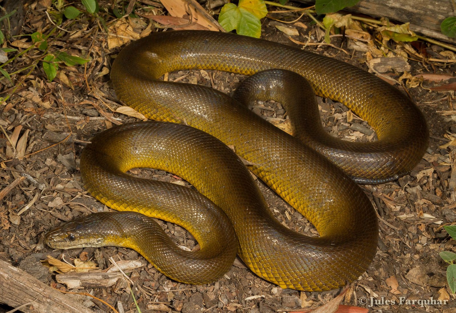 Pythons (Pythonidae) | Flickr