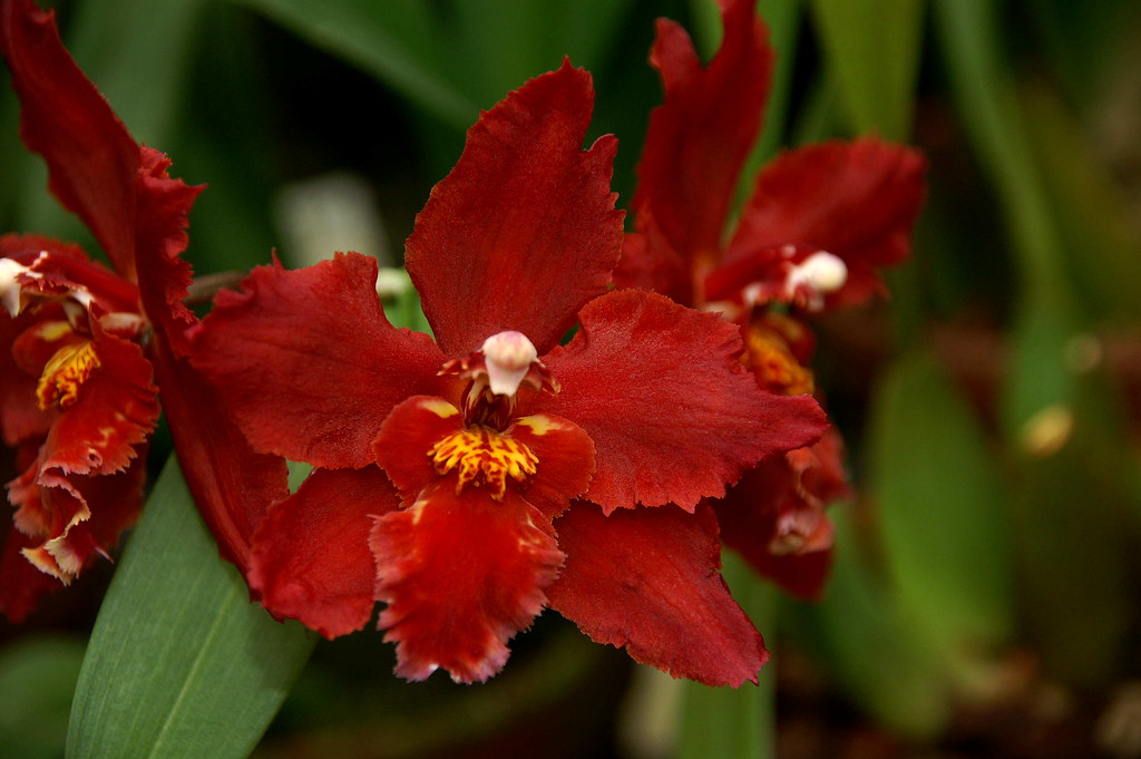 Odontioda Devilish Red | Rolf Panczak | Flickr